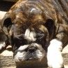 magoo